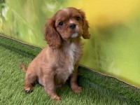 Cavalier King Charles Spaniel Puppy for sale